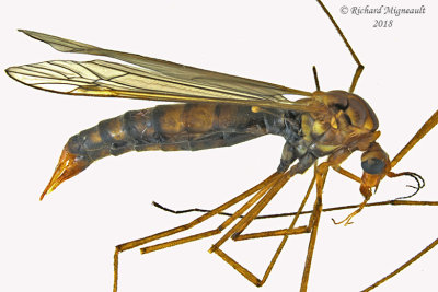 Large Crane Fly - Nephrotoma sp 1 m18 
