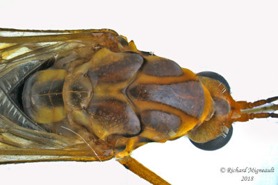 Large Crane Fly - Nephrotoma sp 2 m18 