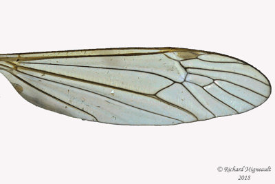 Large Crane Fly - Nephrotoma sp 3 m18 
