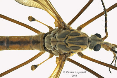 Large Crane Fly - Tipula dorsimacula2 1 m18 16mm male 