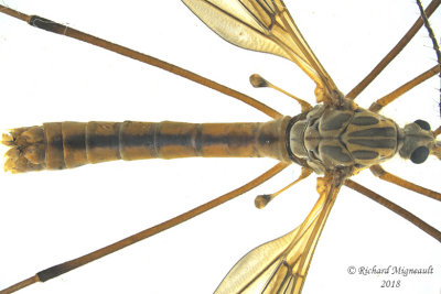 Large Crane Fly - Tipula dorsimacula2 2 m18 16mm male 
