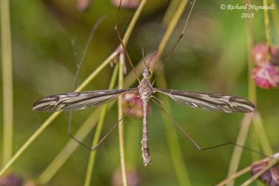 Large Crane Fly - Tipula furca 4 m18