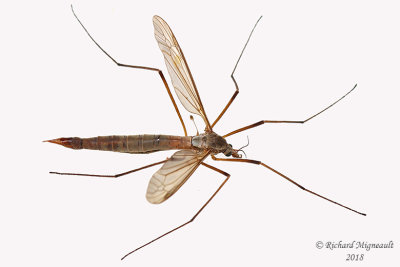 Large crane fly - Tipula sp3 1 m18 