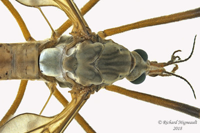 Large crane fly - Tipula sp3 2 m18