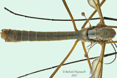 Large crane fly - Tipula sp4 1 m18 