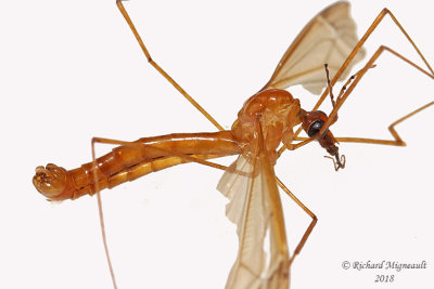Large crane fly - Nephrotoma sp2 1 m18 