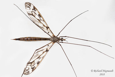 Large Crane Fly - Tipula trivittata 1 m18 