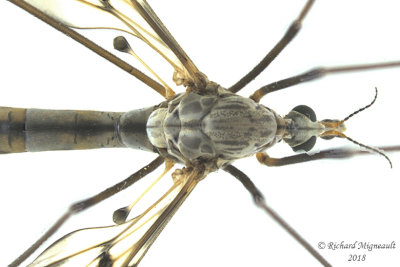 Large Crane Fly - Tipula trivittata 2 m18 