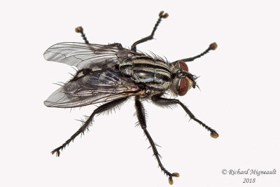 Flesh Fly - Sarcophaga sp2 1 m18 