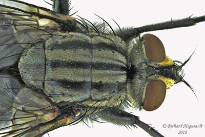 Flesh Fly - Sarcophaga sp2 2 m18