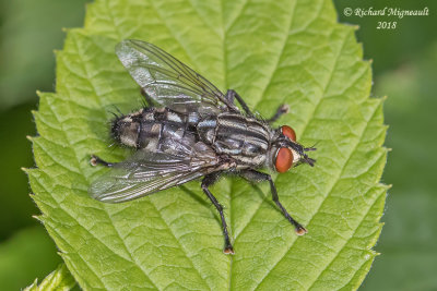Flesh Fly - Sarcophaga sp3 2 m18