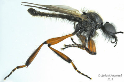 March fly - Bibio xanthopus m18 