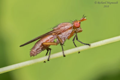 Marsh Fly - Tetanocera valida 5 m18