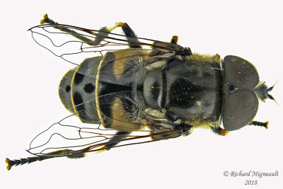 Syrphid Fly - Eristalis dimidiata2 1 male m18 