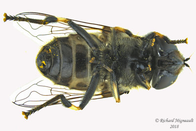 Syrphid Fly - Eristalis dimidiata2 2 male m18 