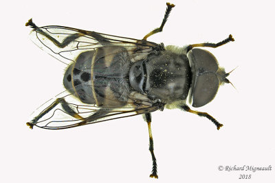 Syrphid Fly - Eristalis dimidiata3 male 1 m18
