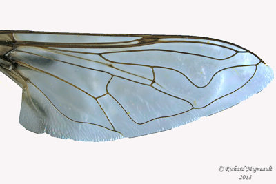 Syrphid Fly - Eristalis dimidiata3 male 2 m18