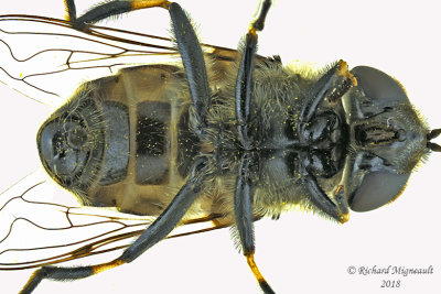 Syrphid Fly - Eristalis dimidiata3 male 3 m18 
