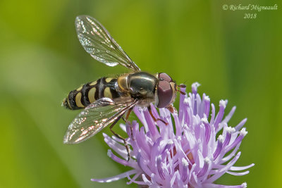 Syrphid Fly - Lapposyrphus lapponicus m18 