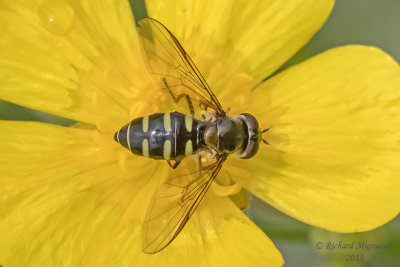 Syrphid Fly - Melangyna sp 1 m18