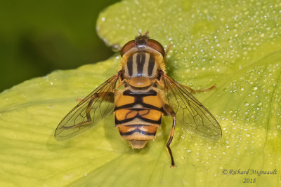Syrphid Fly - Parhelophilus laetus sp 2 m18