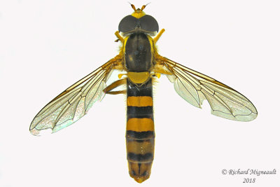 Syrphid Fly - Sphaerophoria philanthus sp3 1 m18 