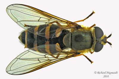 Syrphid fly - Syrphus sp1 1 m18 