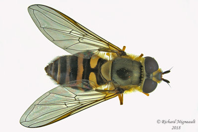 Syrphid Fly - Syrphus vitripennis 1 m18