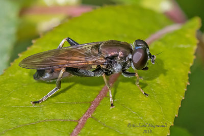 Syrphid Fly - Xylota segnis 1 m18