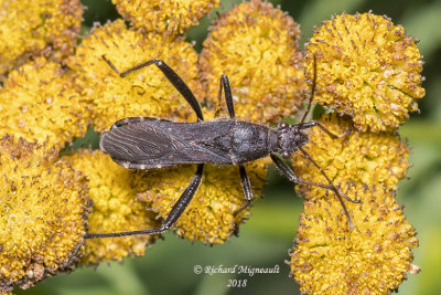 Broad-headed Bug - Alydus eurinus 3 m18