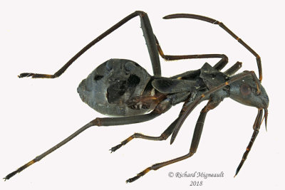 Broad-headed Bug nymph 1 m18 