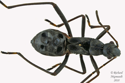 Broad-headed Bug nymph 2 m18