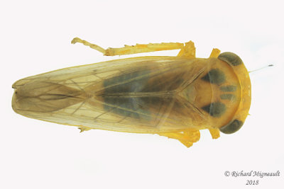 Leafhopper - Idiocerus - subgenus Populicerus m18 