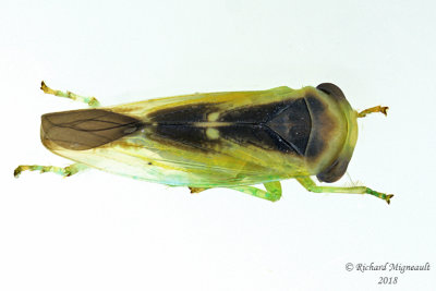 Leafhopper - Idiocerus lunaris m18 