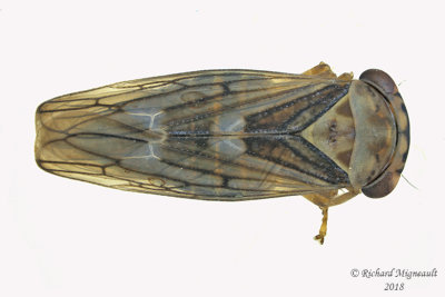 Leafhopper - Tribe Idiocerini - Populicerus sp2 1 m18