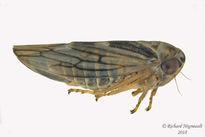 Leafhopper - Tribe Idiocerini - Populicerus sp2 2 m18 