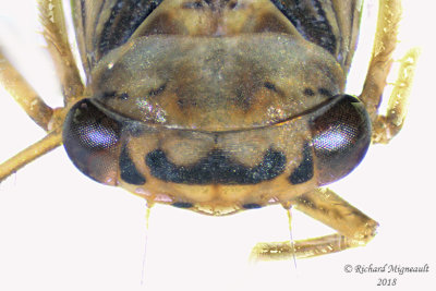 Leafhopper - Tribe Idiocerini - Populicerus sp2 3 m18
