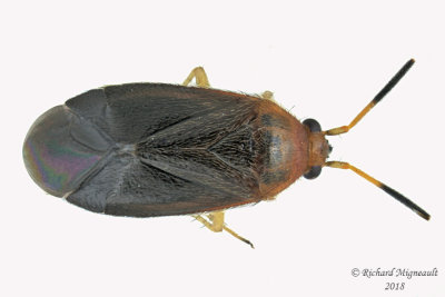 Plant bug - Rhinocapsus vanduzeei m18 3,7mm 720 A31f.jpg