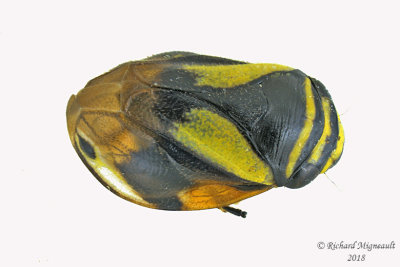 Spittlebug - Clastoptera proteus - Dogwood Spittlebug m18