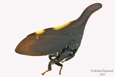 Treehopper - Enchenopa sp 1 m18