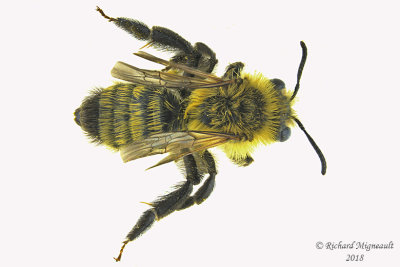 Mining Bee - Andrena hirticincta 1 m18 