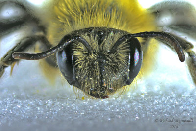 Mining Bee - Andrena hirticincta 3 m18