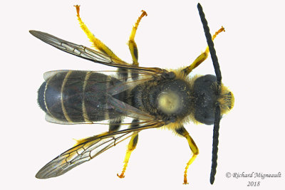 Sweat bee - Halictus rubicundus 1 m18