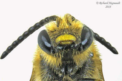 Sweat bee - Halictus rubicundus 2 m18 