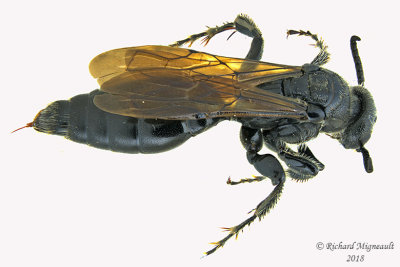 Tiphiid Wasp - Tiphia sp4 1 m18 