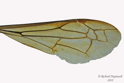 Vespula maculifrons - Eastern Yellowjacket 2 m18 