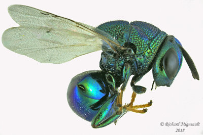 Chalcid Wasps - Perilampus hyalinus  m18