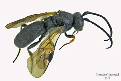 Braconid Wasp - Chelonus sp3 m18 