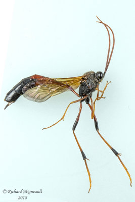 Ichneumon Wasp - Therion sp4 1 m18