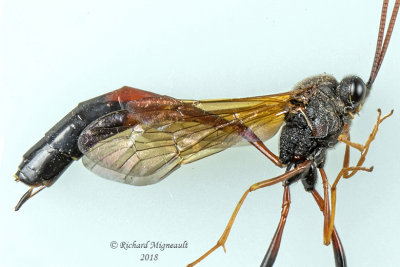 Ichneumon Wasp - Therion sp4 2 m18 